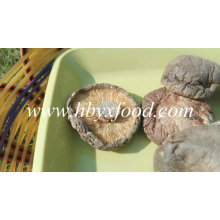 Recém-Venda quente seca Shiitake Mushroom De Jingmen City